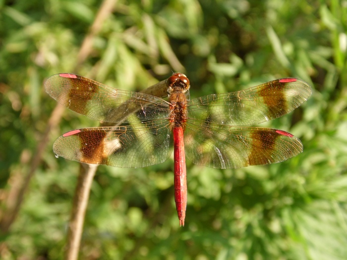 Sympetrum pedemontanum?